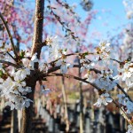 Prunus x (Snow Fountain) White Weeping Cherry